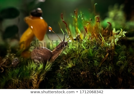 Foto d'archivio: Two Fresh Mushrooms In Moss