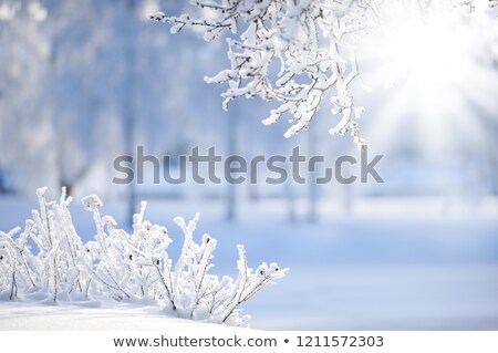 Stockfoto: Shadows On Newly Fallen Snow