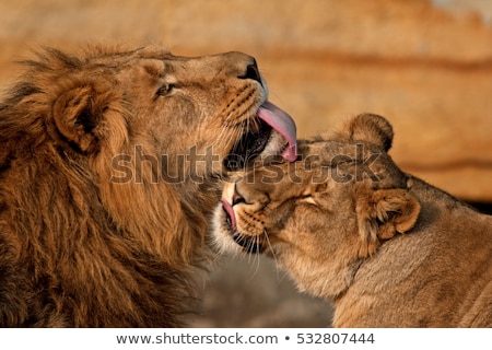 Foto stock: Lions In Love