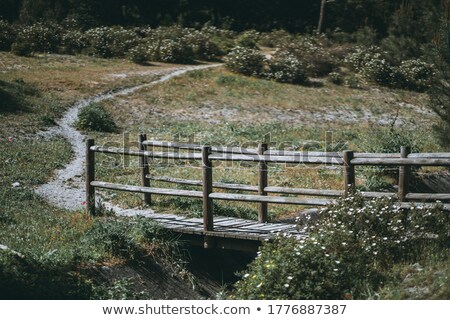 [[stock_photo]]: Field Of Camomile Portugal