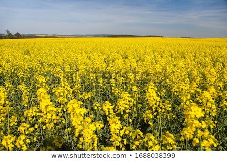 Stock photo: Colza Field