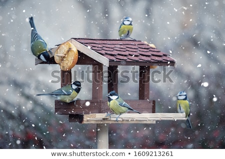 Great Tit On A Snowy Branch Zdjęcia stock © Artush