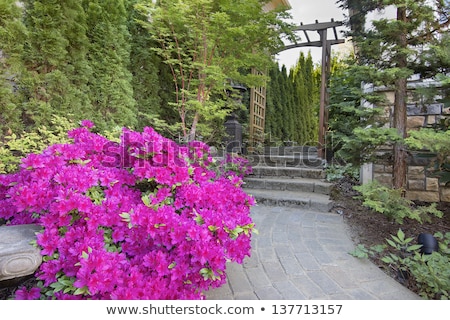 Сток-фото: Azaleas In Bloom Along Japanese Stone Stairs