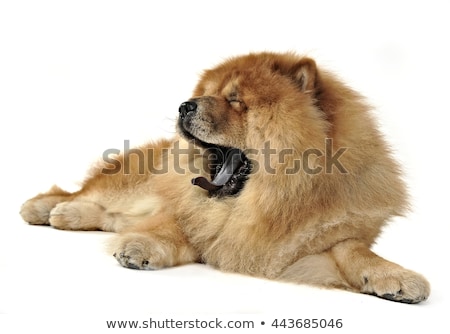 Stock fotó: Beautiful Chow Chow Posing In A Photo Studio