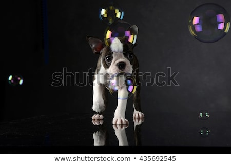 Foto stock: Puppy Boston Terrier Plays With Bubbles In Photo Studio