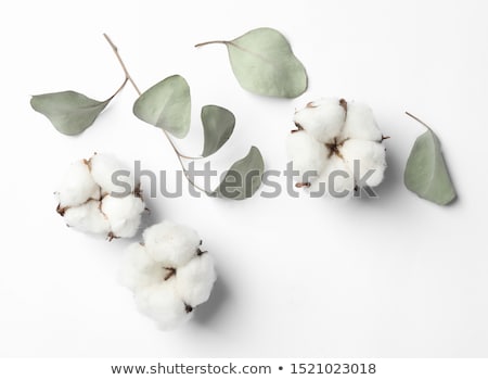 Stock fotó: Cotton Flower