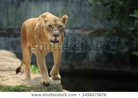 Сток-фото: Starring Lion Cub In The Kruger