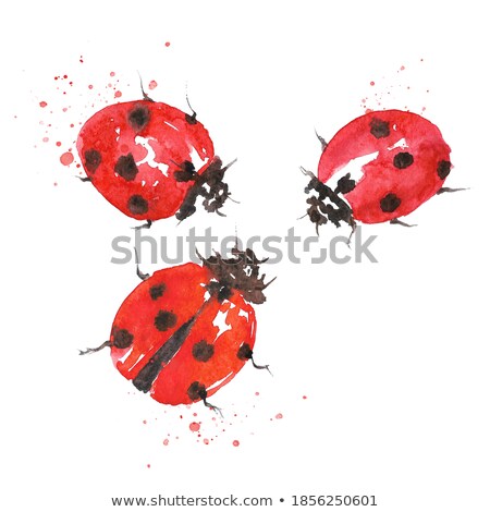 Stock fotó: Ladybug In Three Sketches