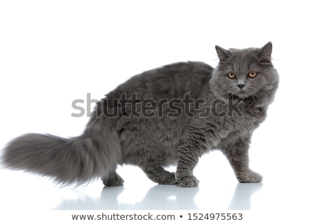 Stock photo: English Longhair Cat