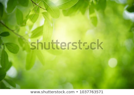 Foto d'archivio: Green Leaf On Natural Background