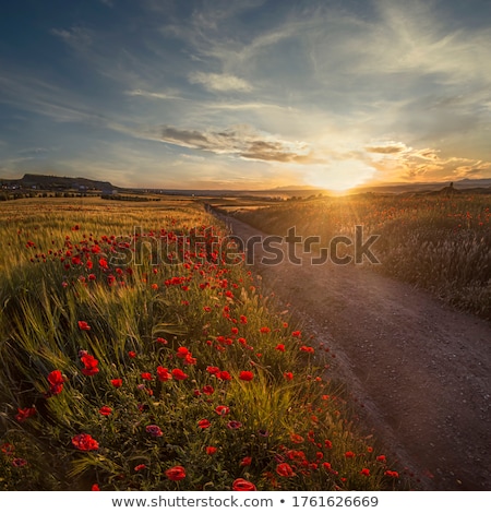 Stock photo: Cultivated Land