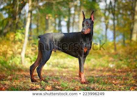 Сток-фото: Doberman Pinscher