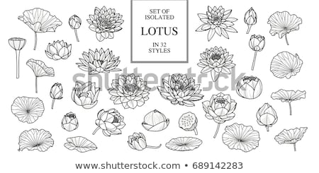 Stock photo: Lotus Leaf