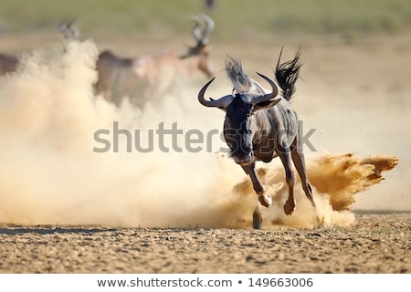 Stock foto: Blue Wildebeest Running In Dust