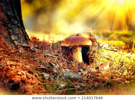 Stockfoto: Brown Mushroom Autumn Outdoor Macro Closeup