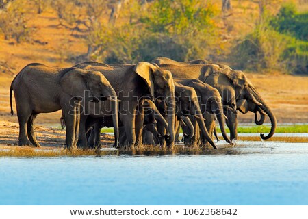 ストックフォト: Flock Of Elephants In The River