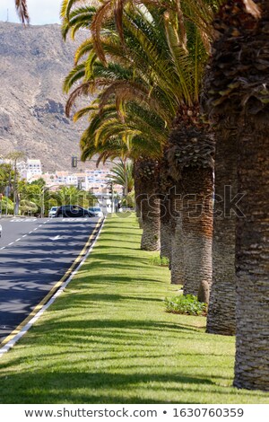 Stok fotoğraf: Palms In A Row By The Roadside