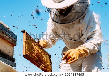 Сток-фото: Beekeeper Look Honeycombs