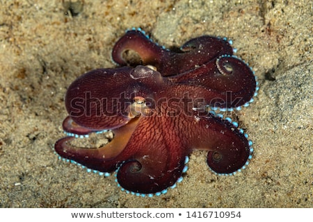 Stockfoto: Night Sea Water Close Up