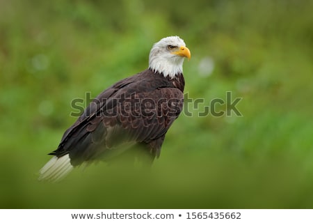 Foto stock: Detail Of Bald Eagle Haliaeetus Leucocephalus
