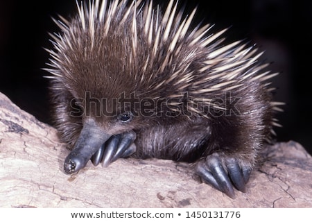 Stock photo: Short Beaked Echidna Tachyglossus Aculeatus