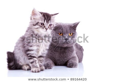 ストックフォト: Two Young British Shorthair Silver Tabby Cats Lying Playing Toge