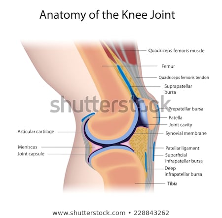 Stockfoto: Human Knee Joint Anatomy