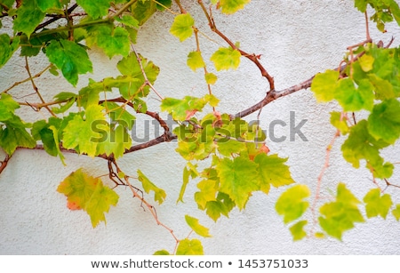 Сток-фото: Grapes Growing Against The Wall