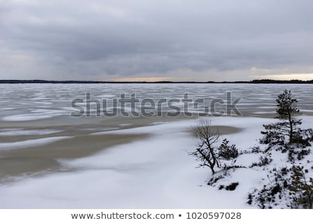 Stockfoto: Ijnbomen · bedekt · met · sneeuw · op · de · skyline