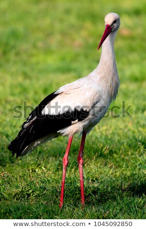 Сток-фото: White Stork In The Meadow
