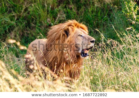 Сток-фото: Big Male Lion Standing In The High Grass