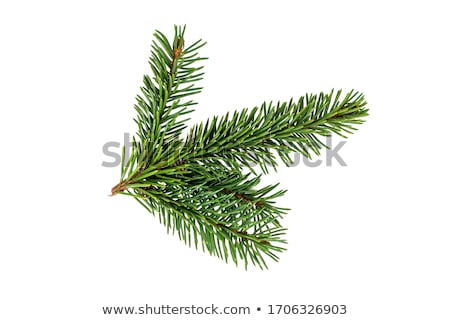 Stock foto: Close Up View Of A Pine Branch