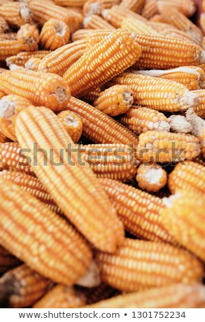Stok fotoğraf: Full Frame Shot Of Corns On The Cob And Maize For Sale