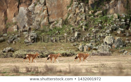 Сток-фото: Hunting Ethiopian Wolf Canis Simensis Ethiopia