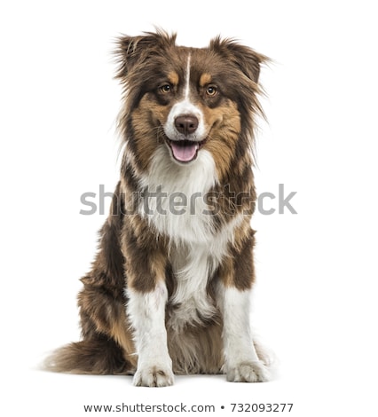 ストックフォト: Australian Shepherd