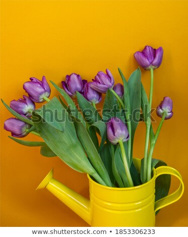 Foto stock: Zinc Watering Can With Colorful Tulips