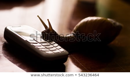 Stock photo: Snails And Data