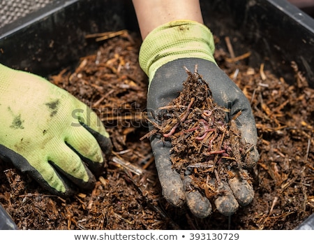 Foto stock: Inhocas · de · compostagem · de · jardim