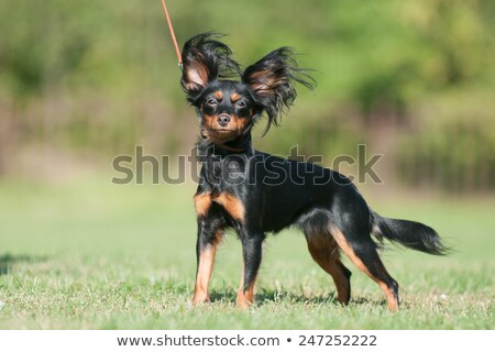 ストックフォト: Toy Terrier Russian Toy Terrier On A White Background Funny Li