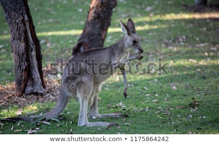 Stock fotó: Eastern Grey Kangaroo Macropus Giganteus