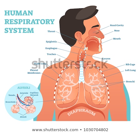 Stock fotó: Human Respiratory System