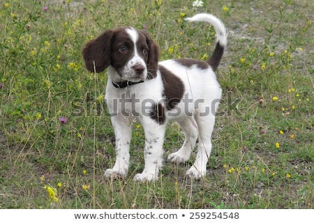 Stock fotó: Cute Liver And White Working Type English Springer Spaniel In A