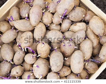 Foto stock: Prepared Germinating Potatoes Before The Planting In Wooden Box