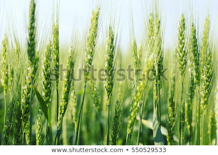 Foto stock: Green Wheat Field