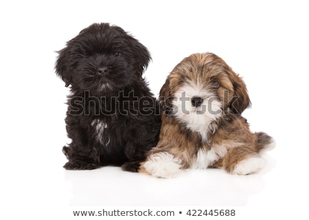 Foto stock: Hasa · Apso · deitada