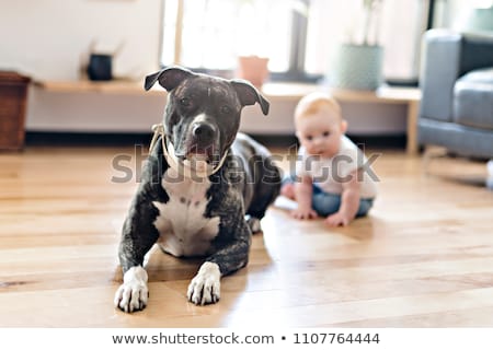 Stock fotó: Baby Girl Sitting With Pitbull On The Floor