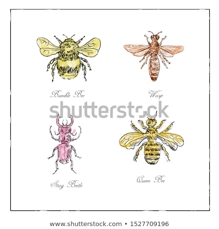 Сток-фото: Bumble Bee Wasp Stag Beetle And Queen Bee Vintage Collection