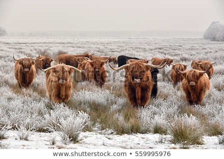 Foto stock: Young Brown Highland Cattle