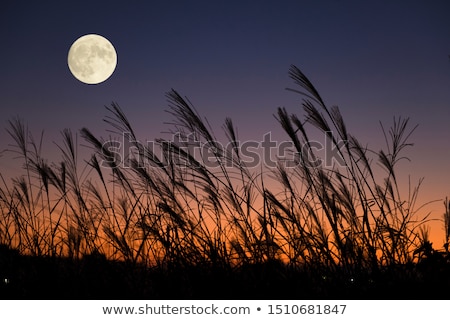 Stok fotoğraf: Susuki Japanese Pampas Grass