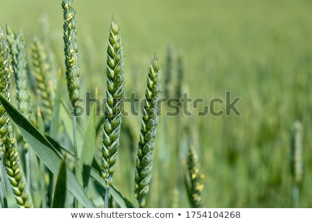 Stock fotó: Green Ears Of Wheat